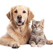 /Img/icon/pets.png